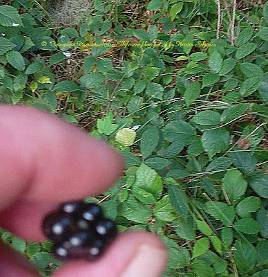 Brombeeren aus dem Wald