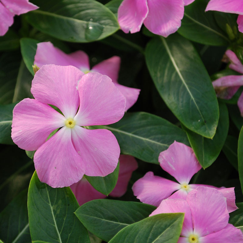Vinca Id Plantae