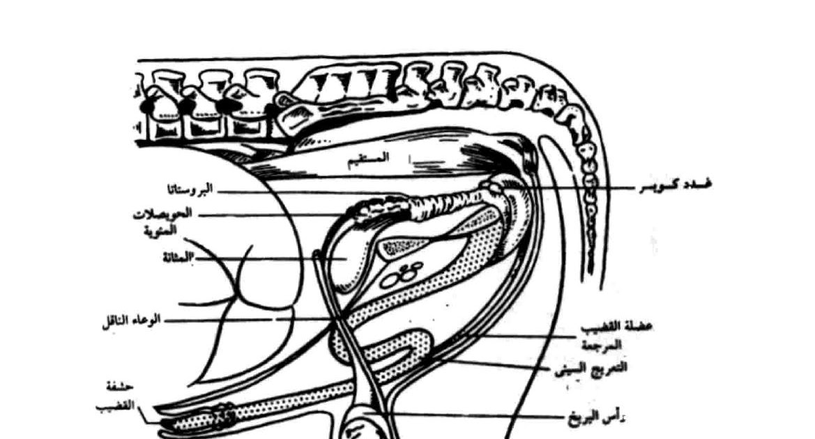 العلوم البيطرية فسيولوجيا الجهاز التناسليphysiology Of Reproductive System