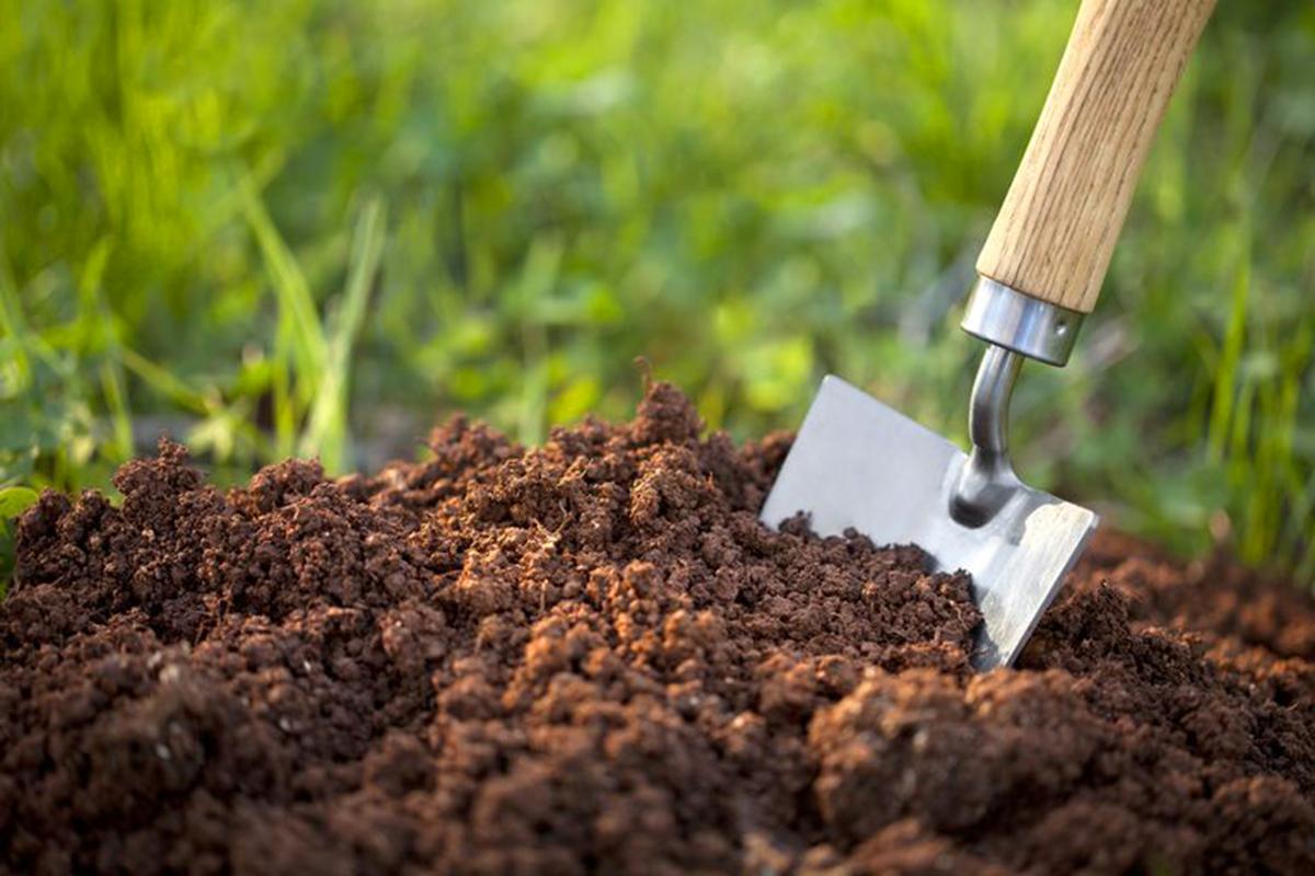 Cara cepat menanam cabe rawit di pekarangan rumah