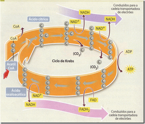 Ciclo+de+Krebs_2.png