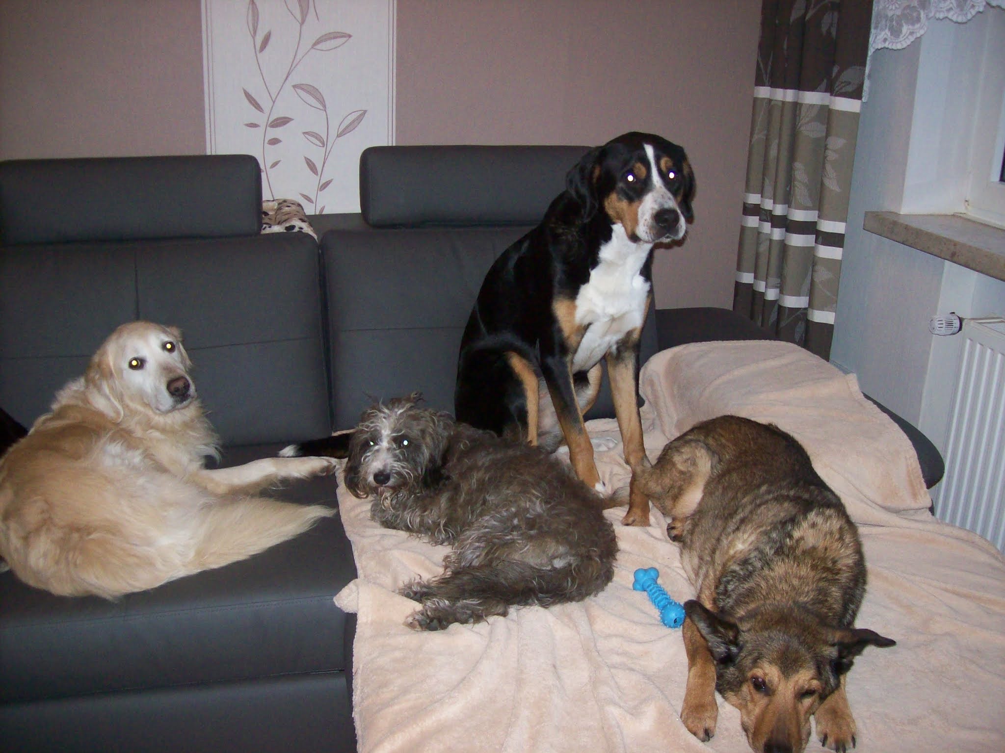 VierPfotentreffHaaren Unsere kleine Hundepension