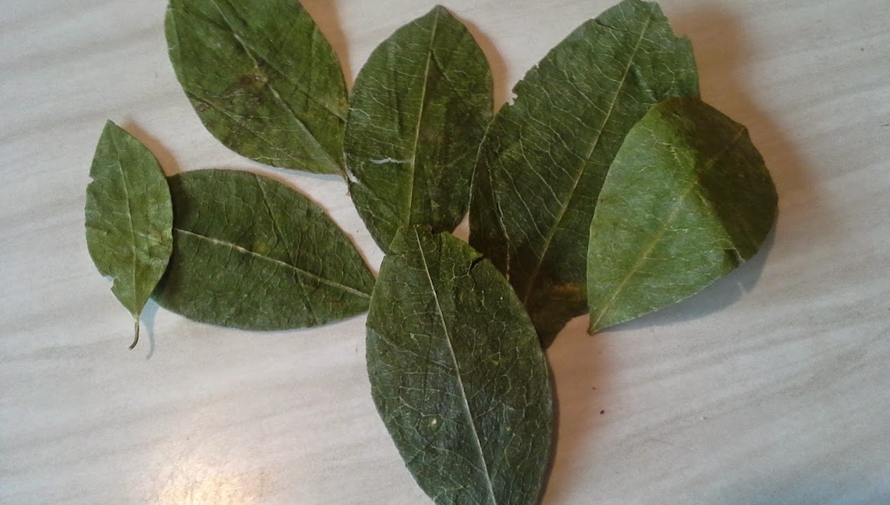 Lectura de la Hoja de Coca
