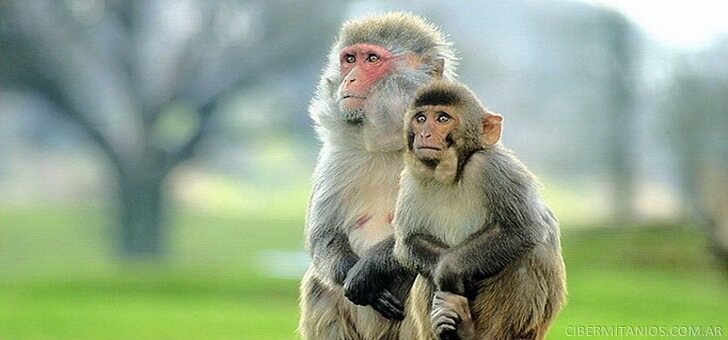 primates