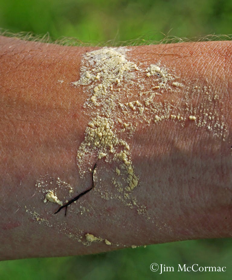 Ohio Birds and Biodiversity A "life" snake!!! And more snakes!