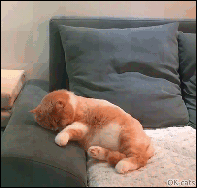 Hilarious Cat GIF • Weird cat sleeping on couch dreaming trembling jumping and sleeping again OMG! Hilarious Cat GIF • Weird cat sleeping on couch dreaming trembling jumping and sleeping again OMG!