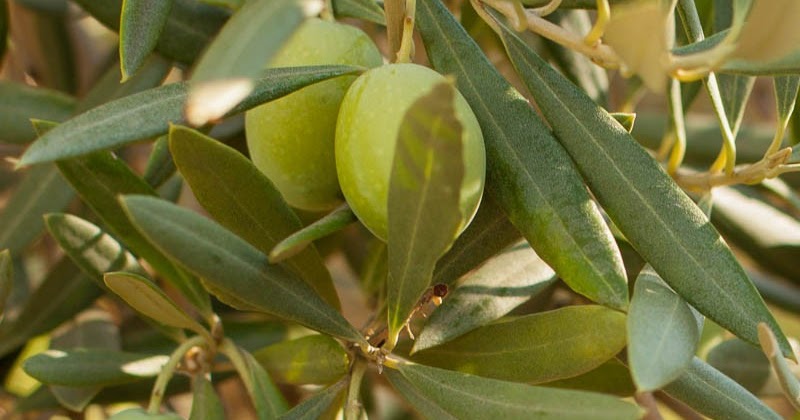 Doğal Şifa Kaynakları