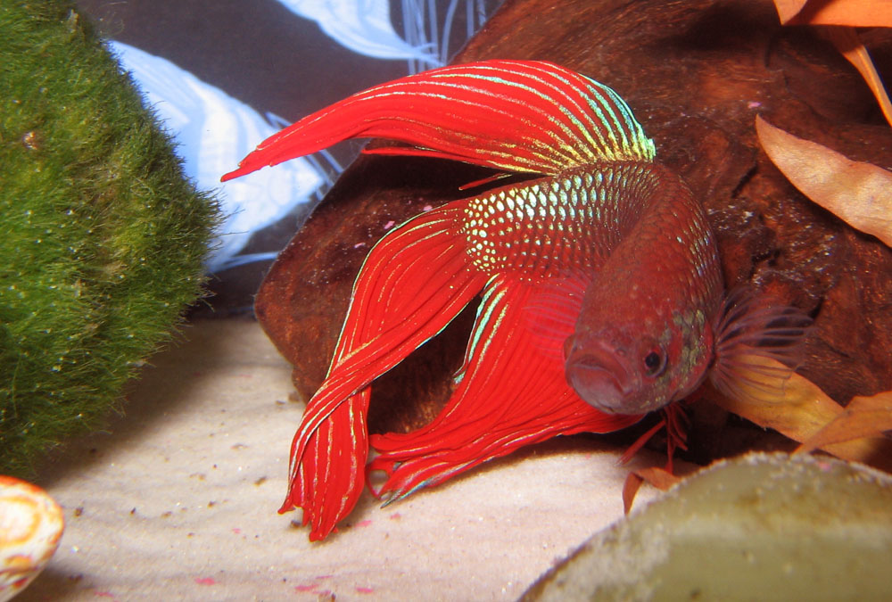 Life Under The Blue Water Siamese Fighting Fish Incredibly