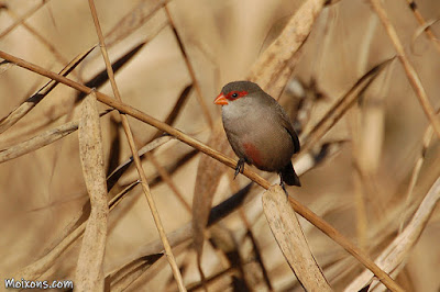 Bec de corall senegalès (Estrilda astrild)