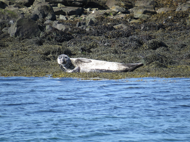 Día 12 (Kolugljufur - Península de Vatnsnes - Volcán Grabrok) - Islandia Agosto 2014 (15 días recorriendo la Isla) (5)