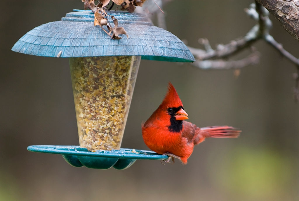 Can Birds Eat Oatmeal and How To Feed Them Safely