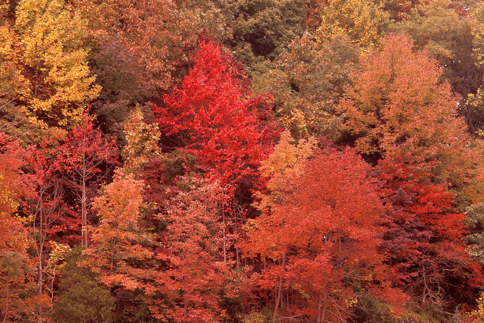 Kentucky Native Plant and Wildlife Will we have a colorful fall leaf