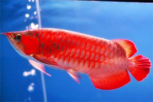 Ikan arwana
