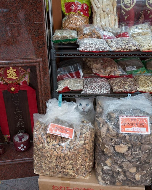 Коты в гонконгских магазинах Коты в гонконгских магазинах