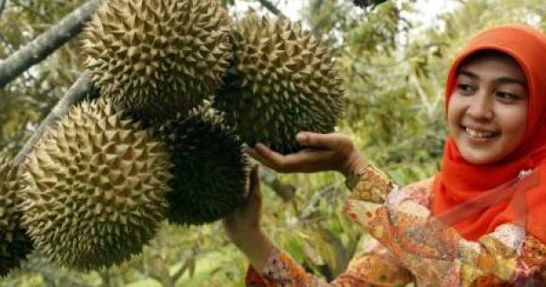 Wisata Perkebunan Indonesia