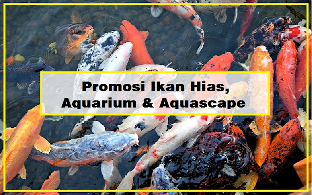 Kata Promosi Jualan Ikan Hias Aquarium di dan