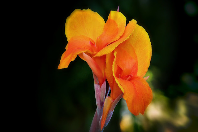 orenge canna flower image orenge canna flower image