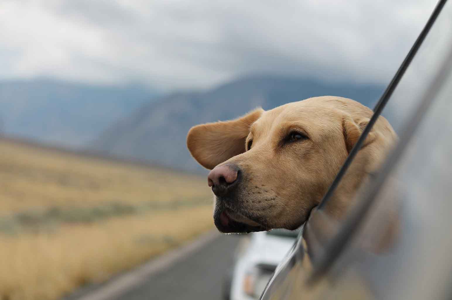 The Latest Tech Trends That Will Make Traveling With Your Dog Much Easier