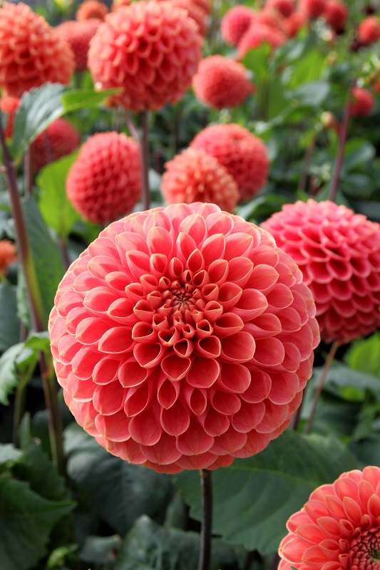 Георгина осака