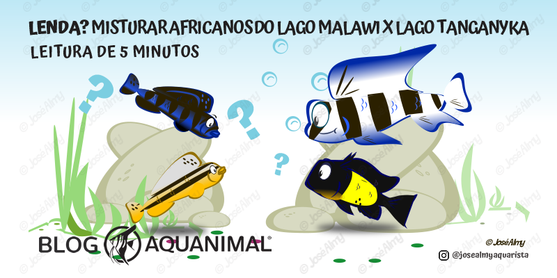 10 Peixes compatíveis com camarões Neocaridinas ~ Aquanimal