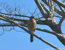 garden late hawk cooper think