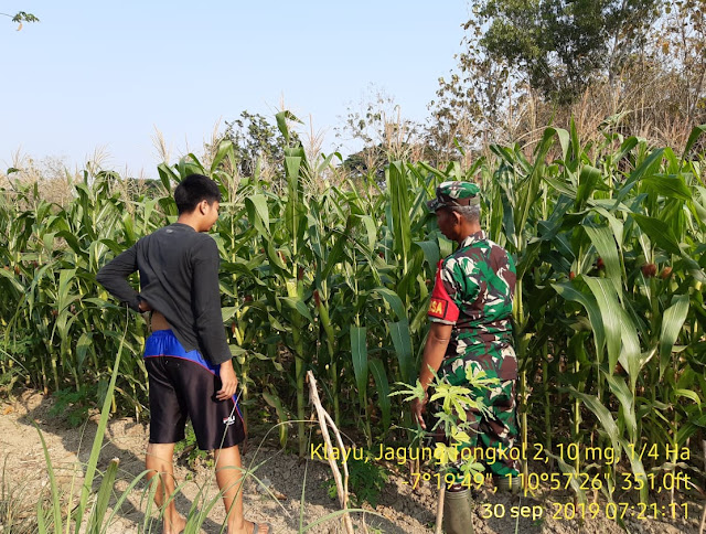 Kawal Swasembada Jagung Babinsa Jekani  Proaktif Ke Ladang