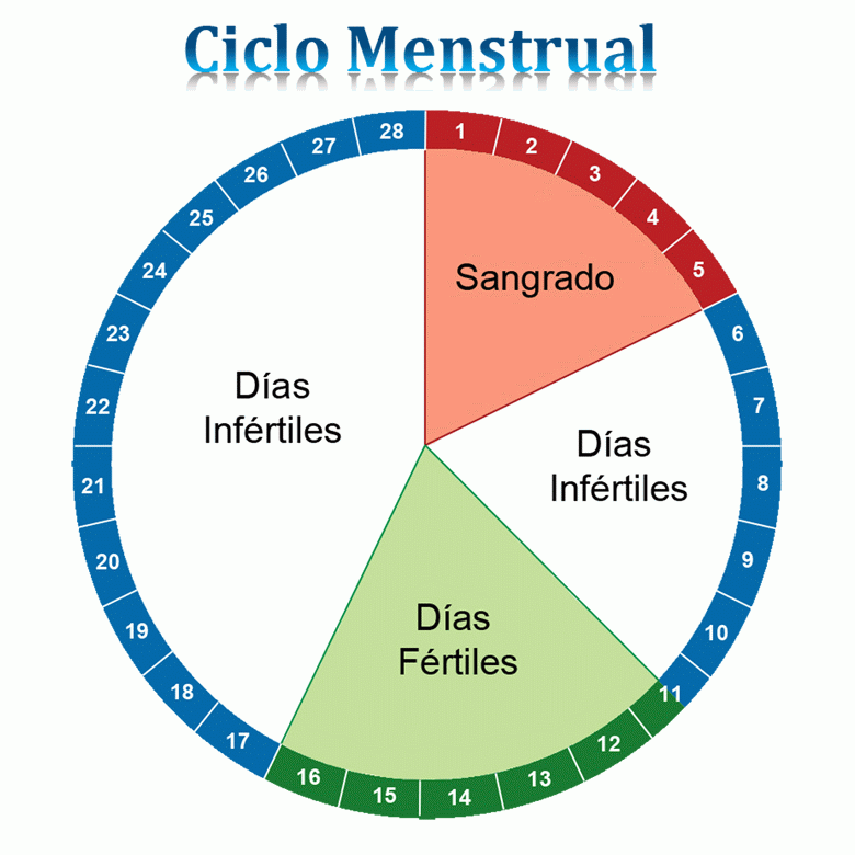 SEXO SEGURO Act 2ciclo Mestrual