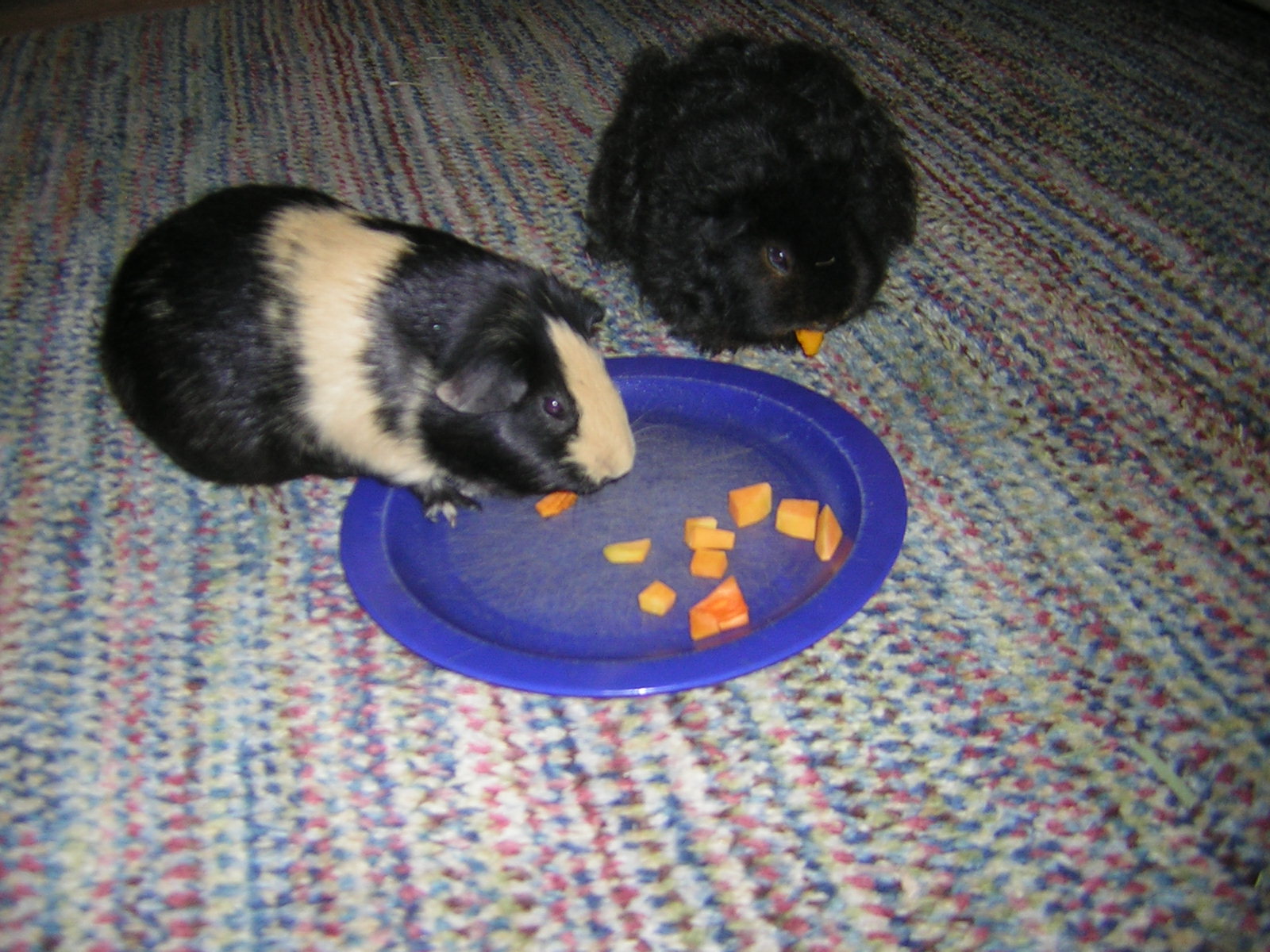 Cavy Savvy A Guinea Pig Blog Can Guinea Pigs Eat Butternut Squash?