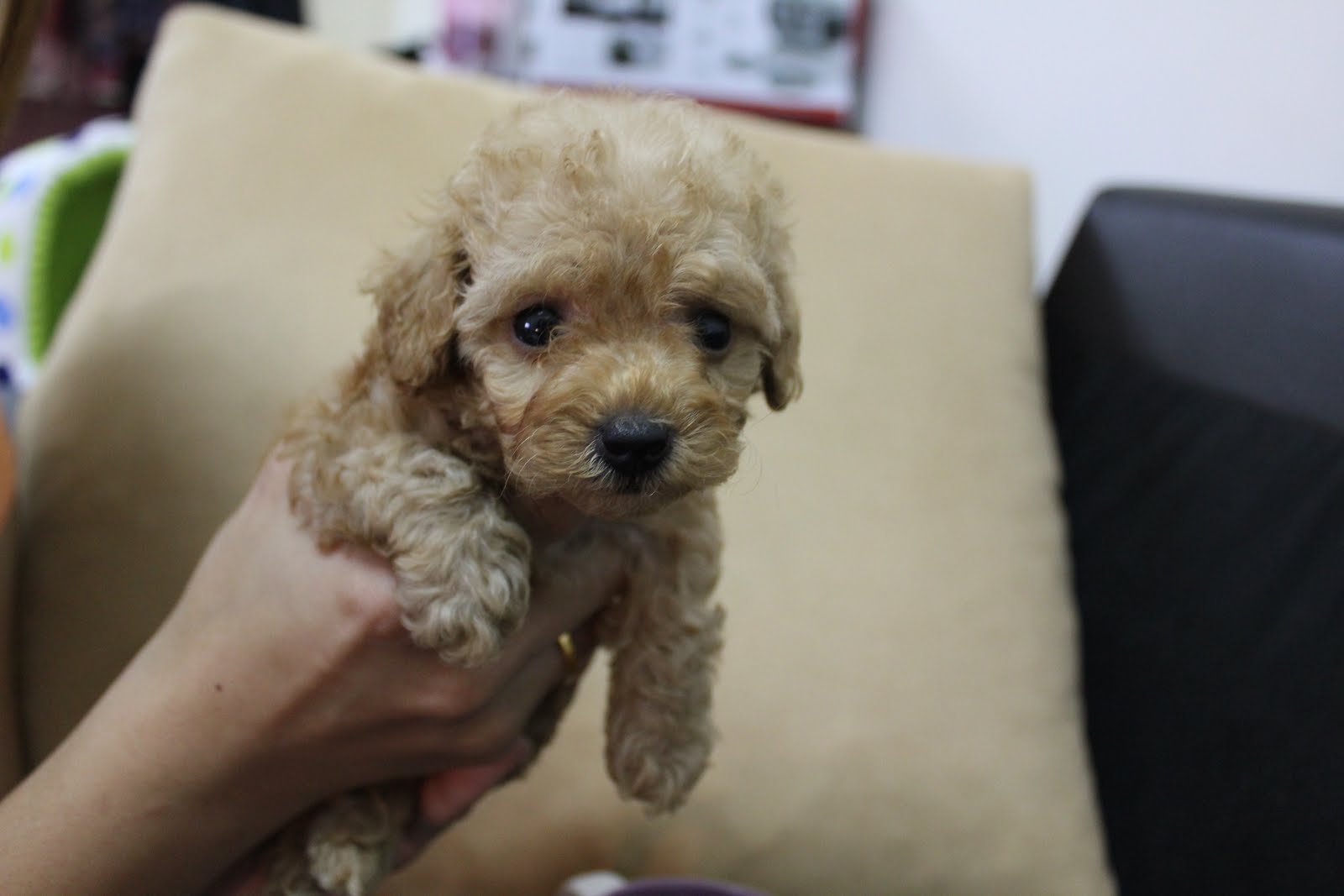 Loving Pets Garden Brown Tea Cup Poodle For Sales RM1480 (SOLD OUT)