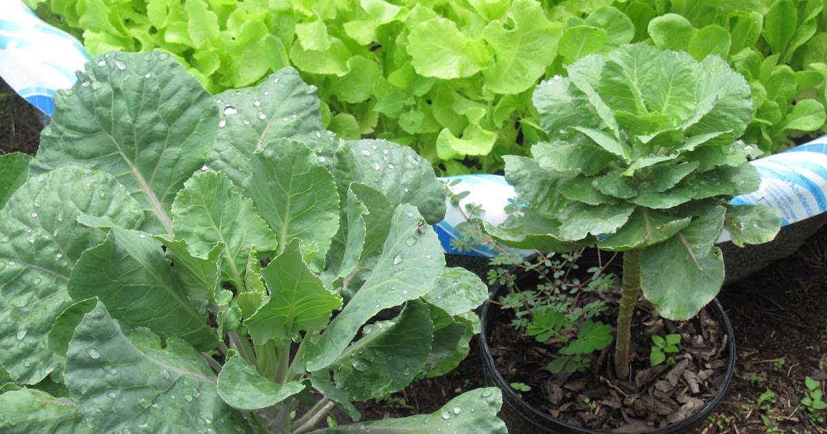 At the Starting Gate Collard Greens vs Mustard Greens