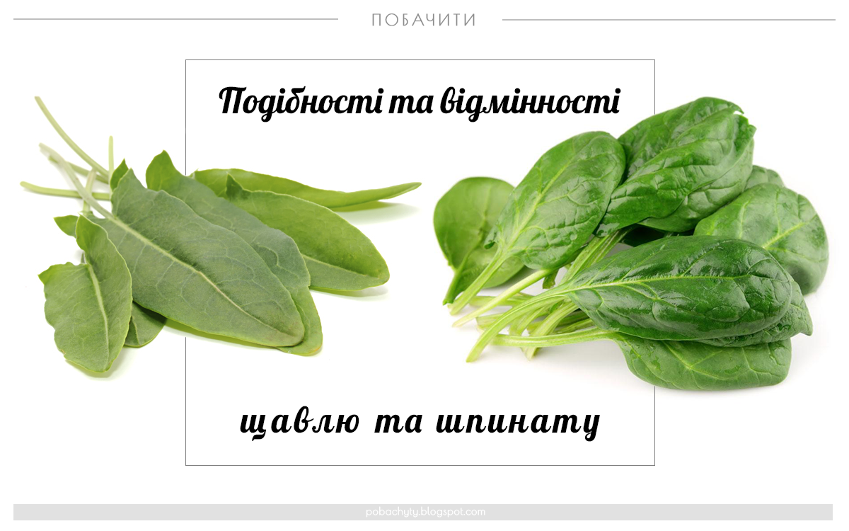 салат салатно шпинатные.