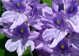 和の花だより 布袋葵 ホテイアオイ