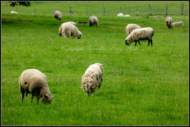 Shearing sheep Versailles palace