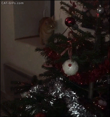 Christmas Cat GIF • Weird cat with flashing laser eyes like Christmas tree ornaments. Jawas from Tatooine Starwars Christmas Cat GIF • Weird cat with flashing laser eyes like Christmas tree ornaments. Jawas from Tatooine Starwars
