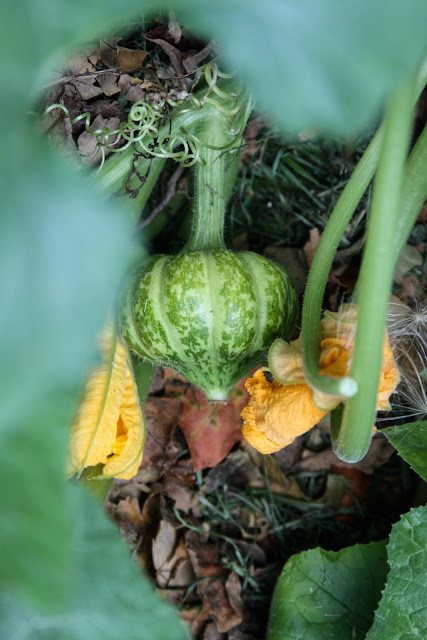gardening, pumpkins, Anne Butera, My Giant Strawberry