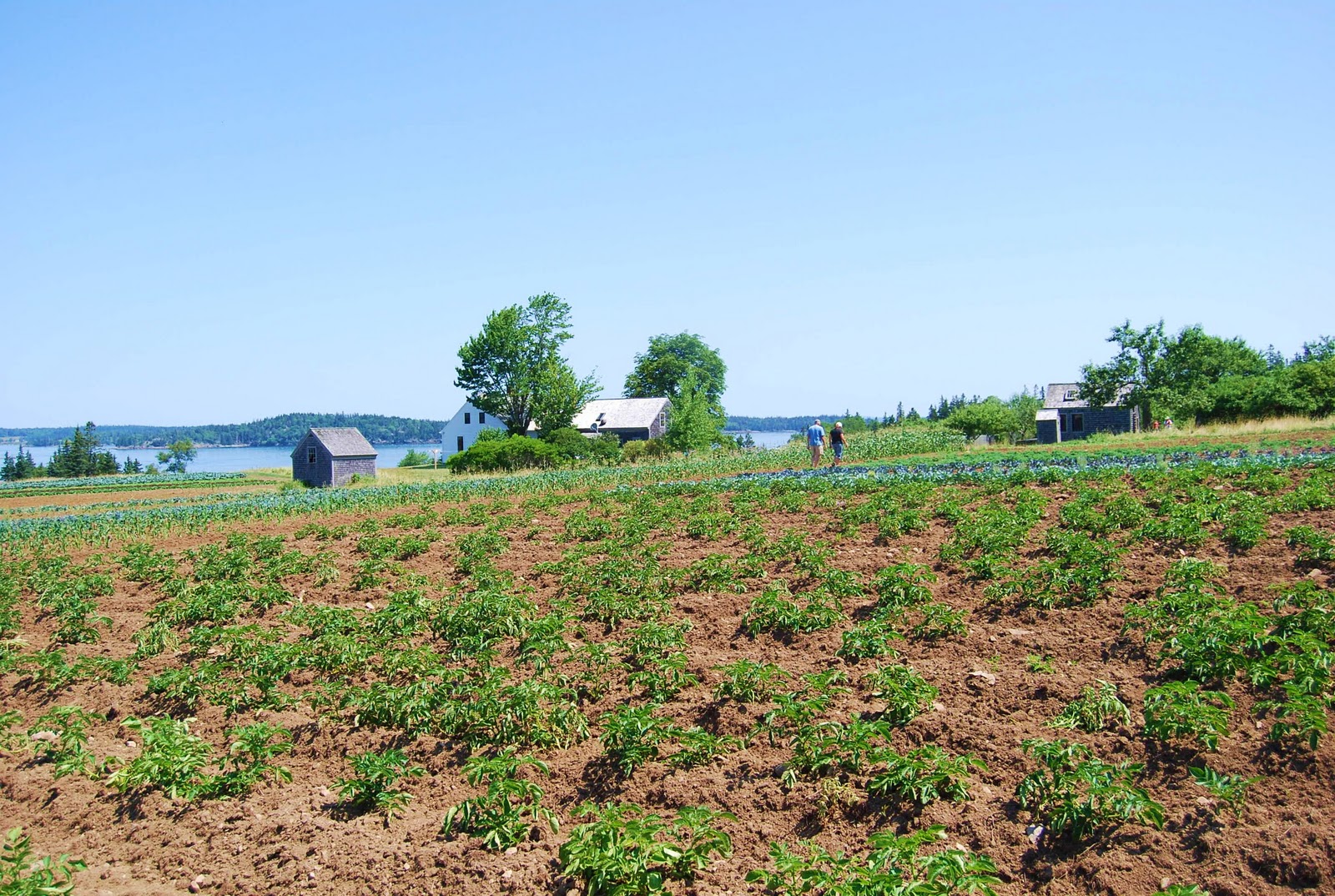 Helen A. Lockey Organic Farming Maine Island Style
