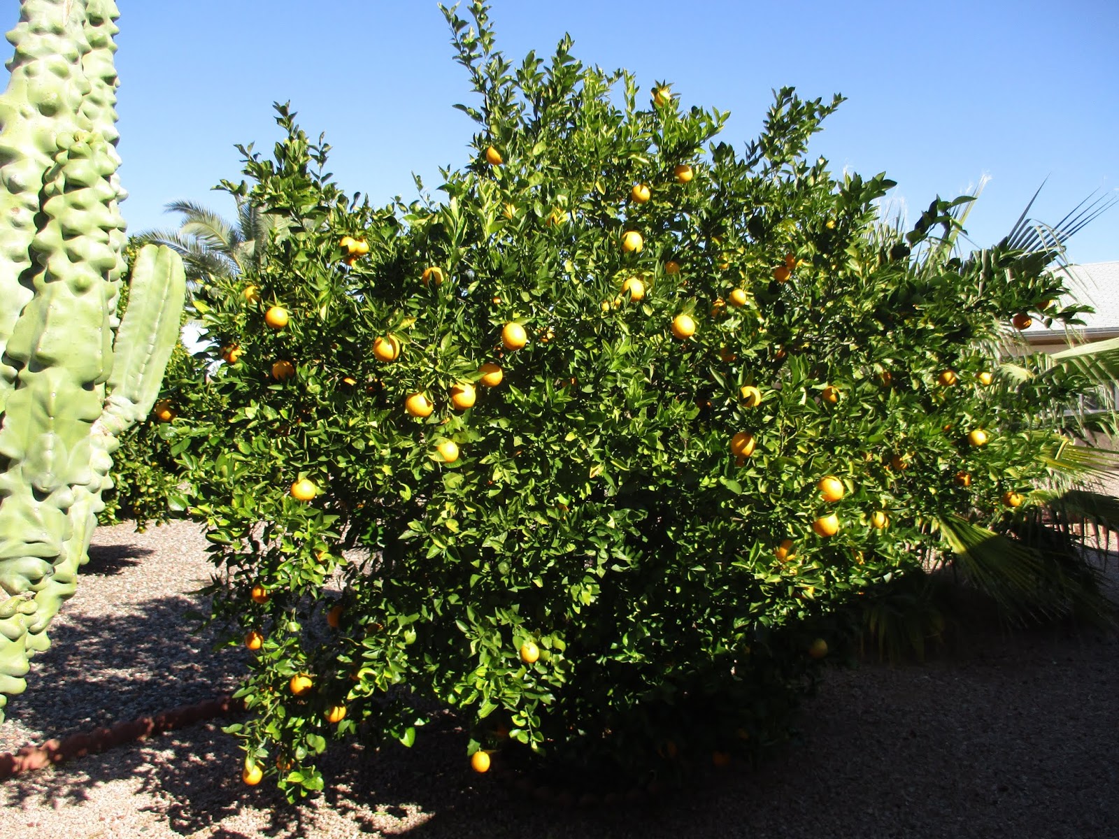 Rob & Yvonne's Az Living Citrus trees and rainy day