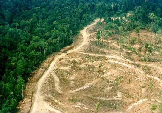 Dua Ribu Hektar Kawasan Hutan Aceh Rusak Gegara Tambang Ilegal, Walhi: Dan Jokowi Bilang Deforestasi Kita Turun..??!