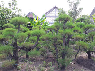 Bonsai cemara udang Bonsai cemara udang