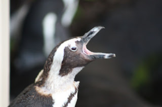 Hungry Penguin.