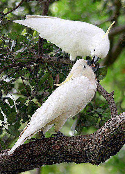 White Cockatoo