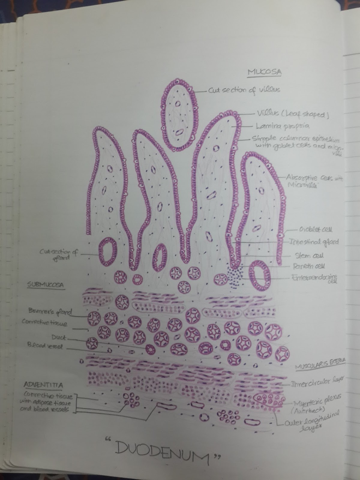 Histology Diagrams for 2nd Year MBBS