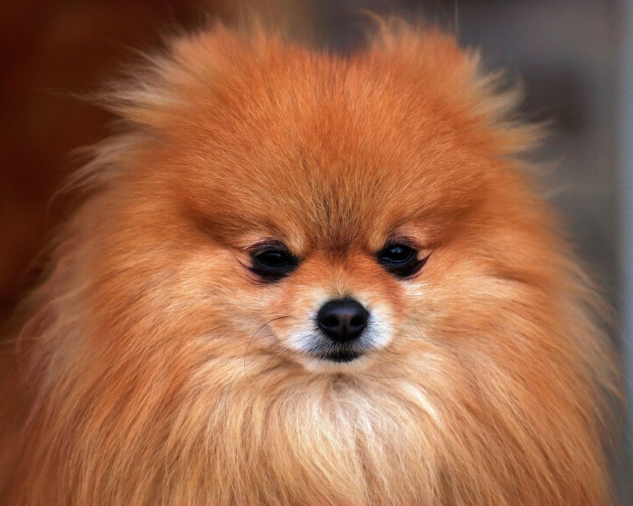 Порода Собак Померанский Шпиц Фото
