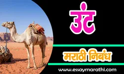 essay-on-camel-in-marathi