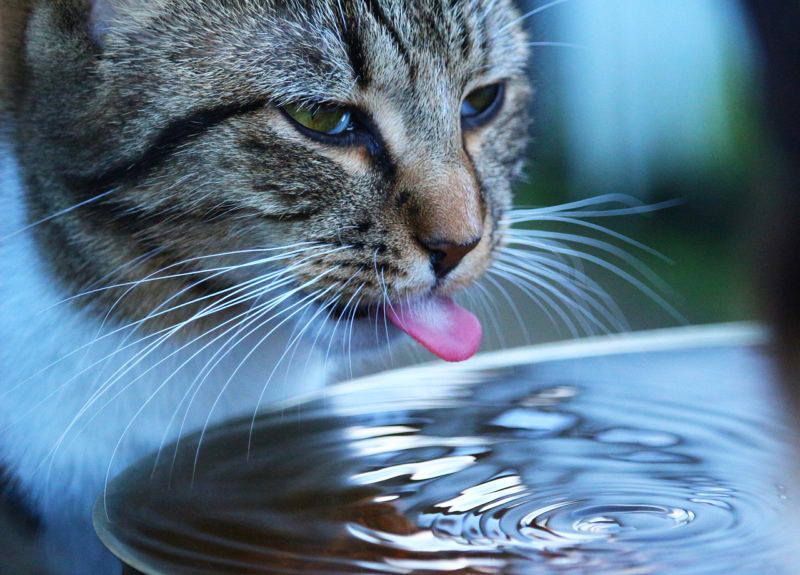 The Importance of Drinking Water for Cats Australian Cat Lover