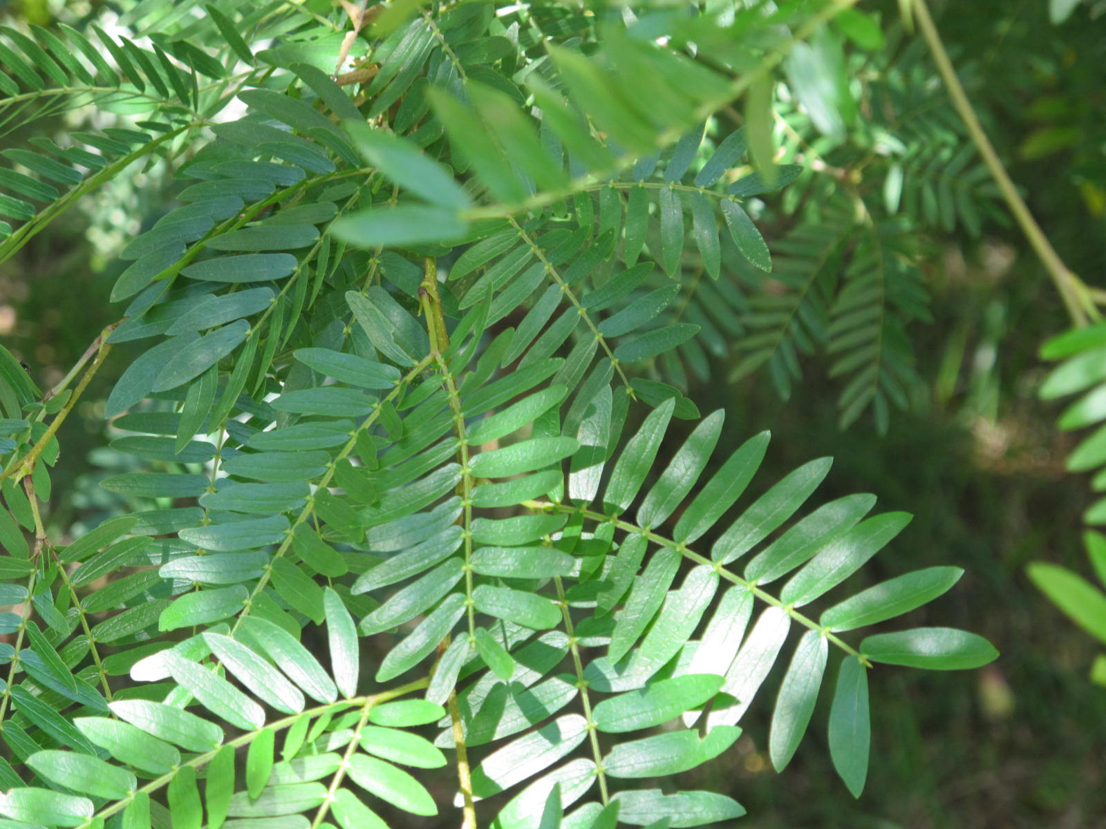 The Flowering plants - Leguminosae - Fabaceae: Fabaceae - Calliandra ...