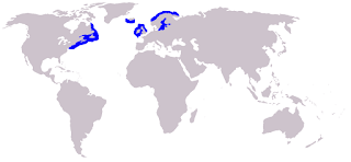 boz fok dağılım haritası