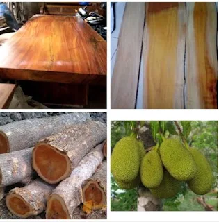 kekurangan dan kelebihan kayu nangka untuk furniture