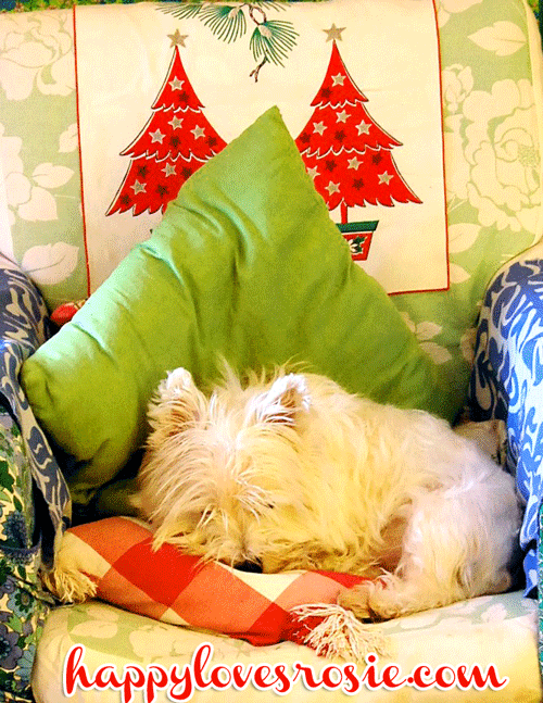 westie dog at christmas