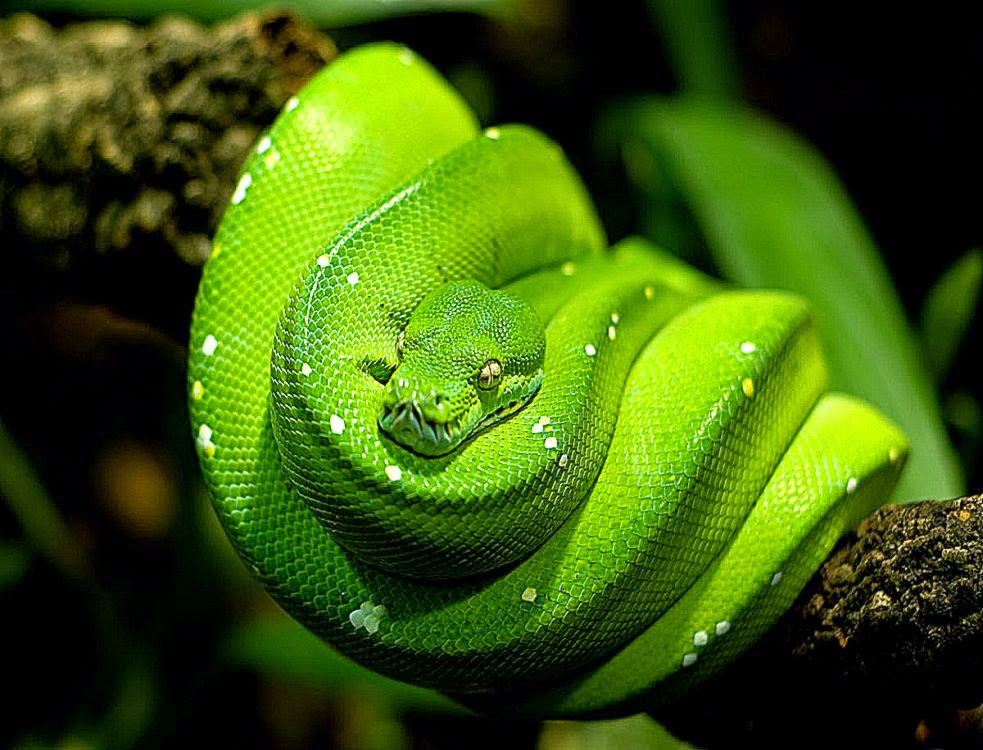 Emerald Tree Boa Snake Wallpapers    Free HD